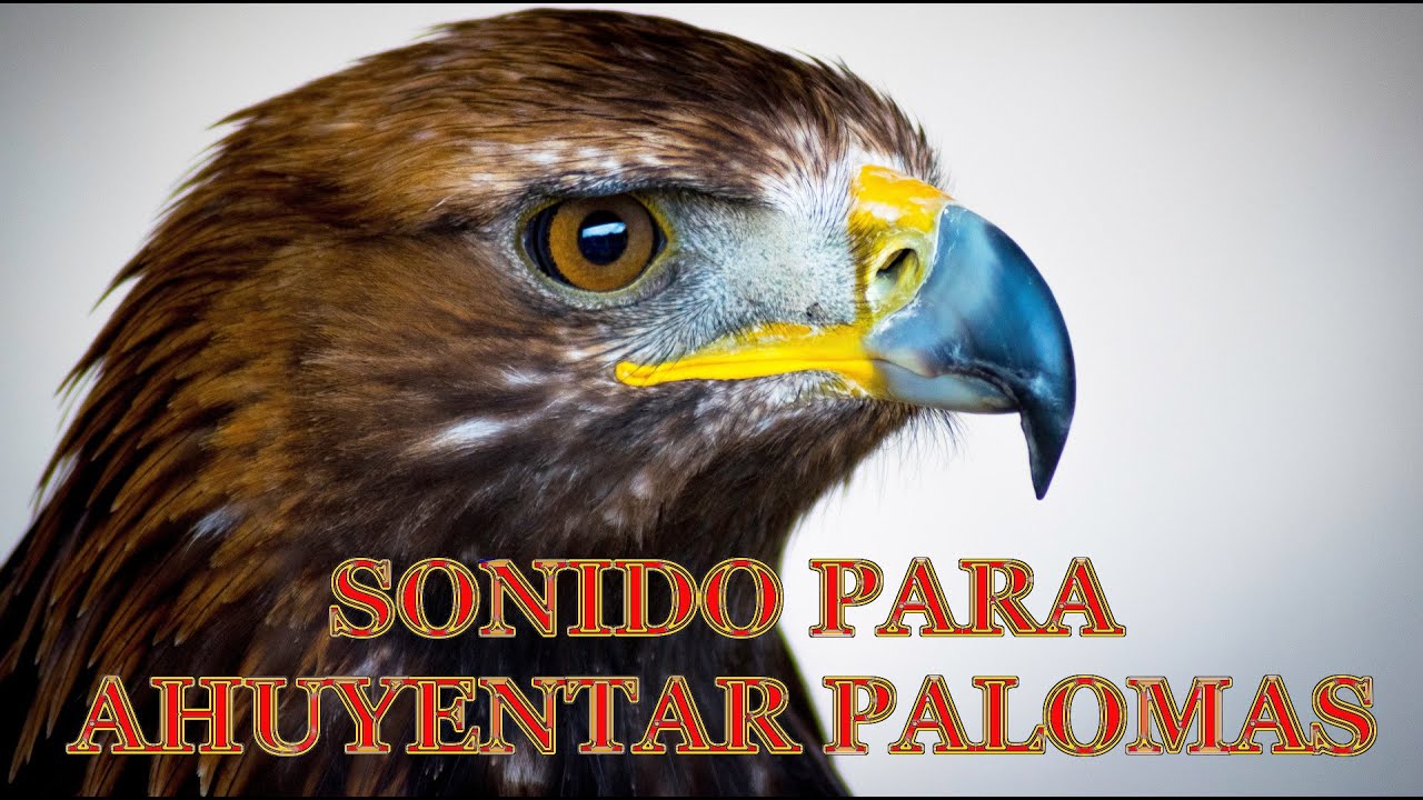 SONIDO PARA AHUYENTAR PALOMAS - Sonido HALCÓN - YouTube