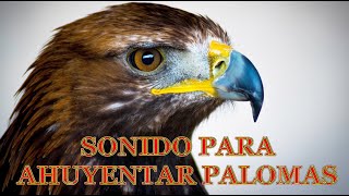 SONIDO PARA AHUYENTAR PALOMAS  Sonido HALCÓN