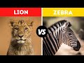 Lion vs Zebra Fight Comparision || Who Will Win? || Lion Attack Zebra Full Video.