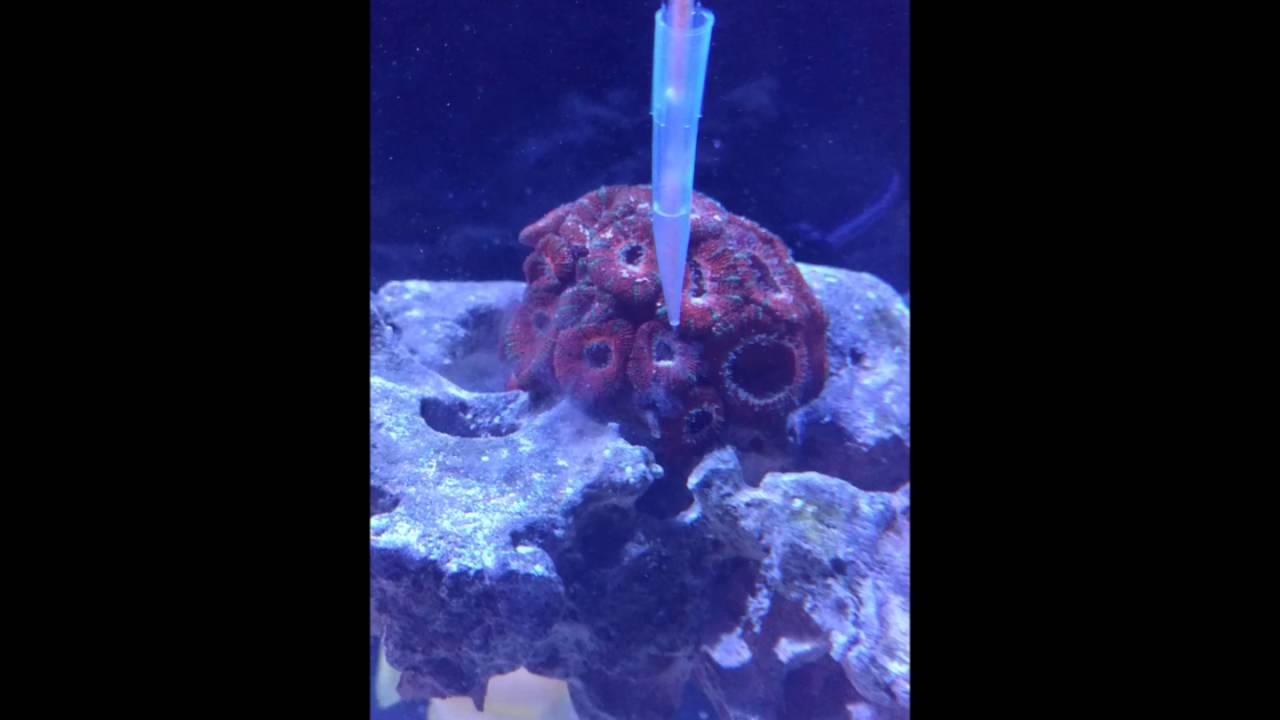 Reef Roids Pt 2 YouTube