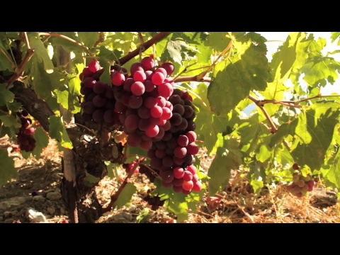 Πράμνιος οίνος, το κρασί της Ικαρίας - Pramnios oenos, the Ikarian wine