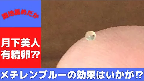 メダカの有精卵の見極め方