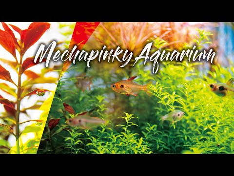 Mechapinky Aquarium 水草水槽、ネイチャーアクアリウム、Nature Aquarium、パールグラス、グロッソスティグマ、EM1、CO2、レッドファントム、AMATERAS