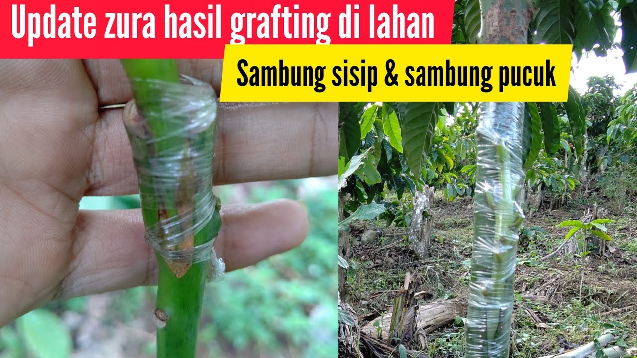 Update Zura hasil grafting di lahan (sambung sisip & sambung pucuk)