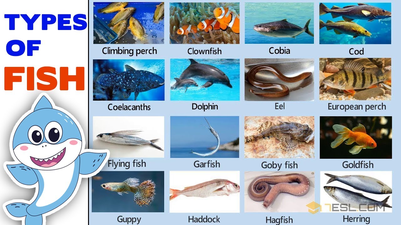Fish Vocabulary: Learn the Names of Some Types of Fish in English