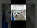 Mummy Samaj 😚🗿||#subscribe #funny #cat #music