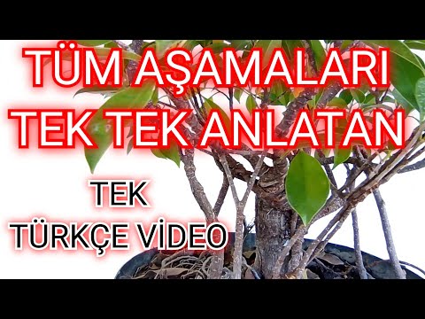 Video: Bir Boncuk Ağacı Gövdesi Nasıl Yapılır