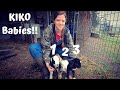 KIKO GOATS!! | New Babies On The Farm!