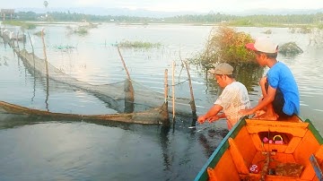 PERANGKAP IKAN NILA PALING PALING ANDALAN DI DANAU TEMPE
