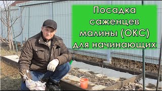 Посадка саженцев малины (ОКС) для начинающих