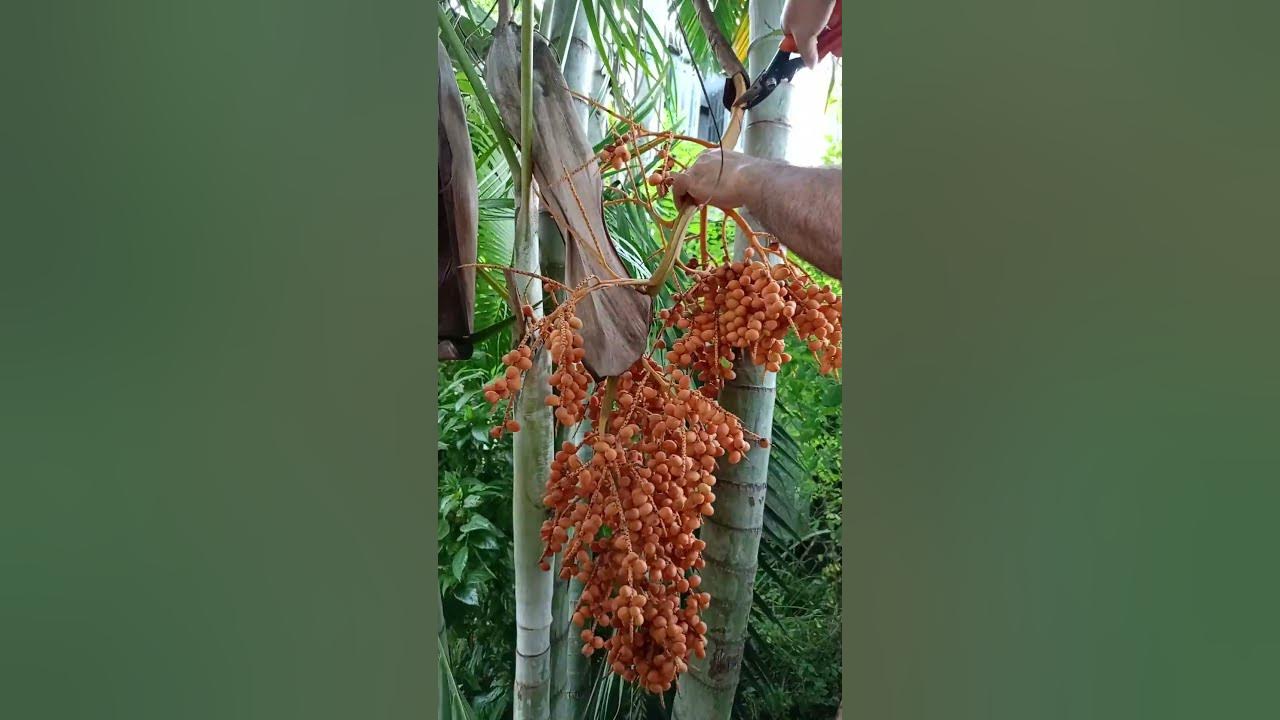 ARECA Palm Seeds Harvest What Do Palm Seeds Look Like shorts short YouTube