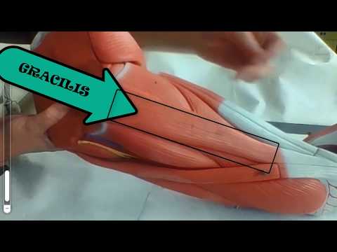 Video: Deep Muscles In The Leg Diagram - Peta Tubuh