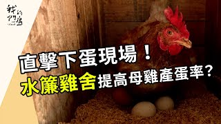 給雞一個舒服的溫度｜雞舍升級解缺蛋？(我們的島 第1202集 2023-05-01)