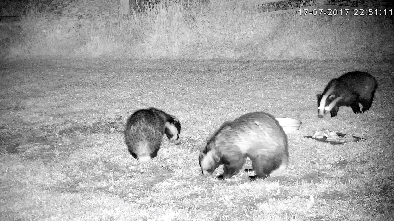 england traduccion Three of tonight's badger visitors together