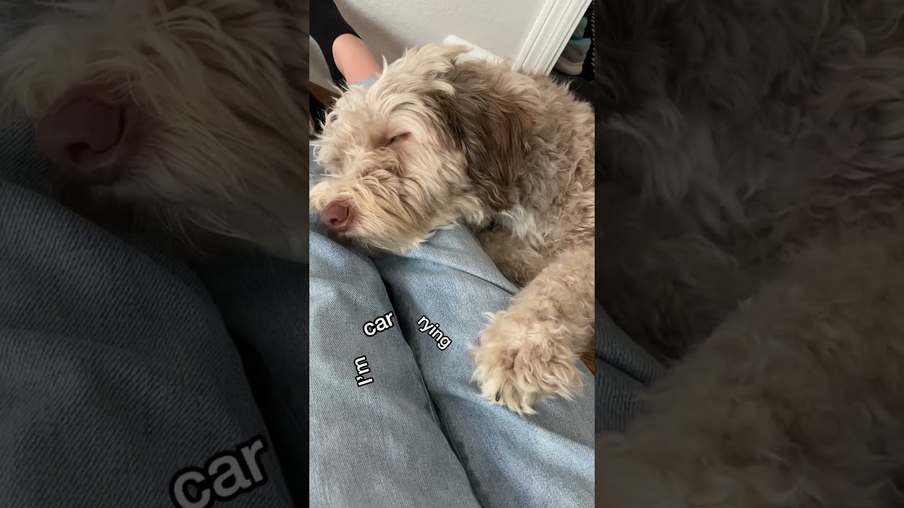 Dog hair, don’t care 