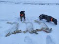 Охота на зайца. Подранок в норе.