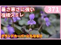おすすめのお花 宿根すみれ ラブラドリカ 紫式部の育て方 by 園芸チャンネル 371 園芸 ガーデニング 初心者