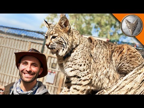 Bobcat needs a new home!