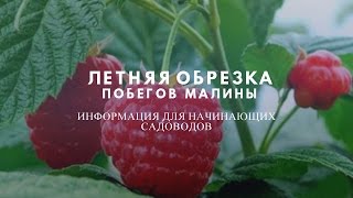 Летняя обрезка , прищипка  побегов малины.(Очень важный момент ухода за малиной — прищипка или пинцировка побегов. Прищипка – один из приемов агротех..., 2016-07-23T09:46:17.000Z)