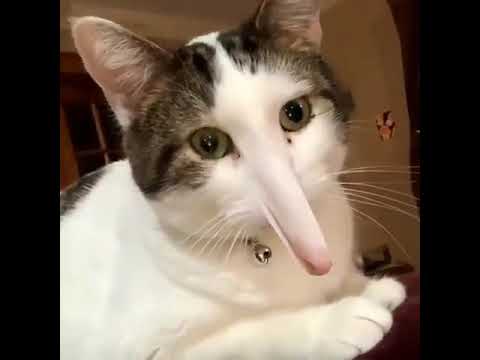 funniest cats video 🐱part-1 @pets_land #shorts(5)