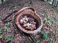 grzyby 2020 Ostatnie grzybobranie mushrooms грибы fungi Beskid Niski