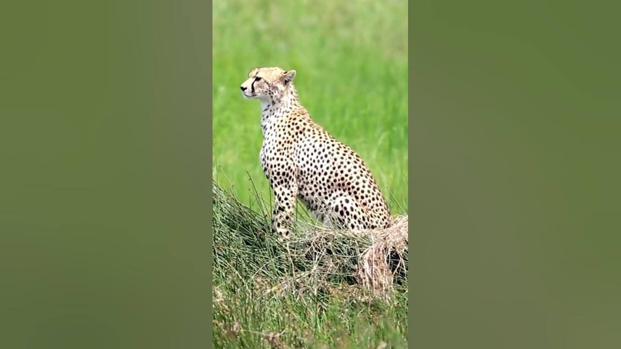 Do cheetahs attack humans? - YouTube
