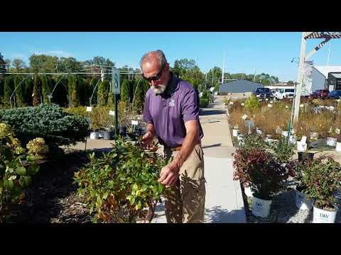 pruning rhododendron