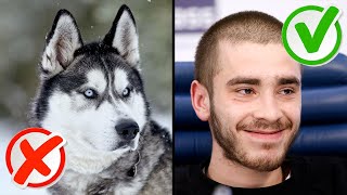 10 фактов о Хаски
