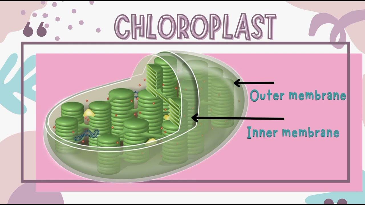 PLASTIDS and its types CHLOROPLASTS, CHROMOPLASTS AND LEUCOPLASTS 🦠🧪