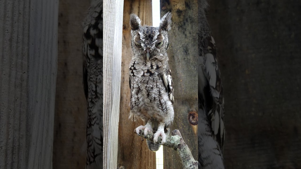camera iphone 8 plus apk screech in raptor flight 8 5 17 long & skinny