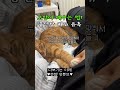 고양이 잠재우는 법! 풍만 뱃살 #shorts