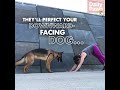 Get Fit This Summer with These Dog Exercise Partner Routines | That&#39;s Pawsome | Daily Paws | #Shorts