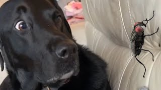 Dog That is Scared of a FLY - Funny Dogs Scared of Random Things || PETASTIC 🐾