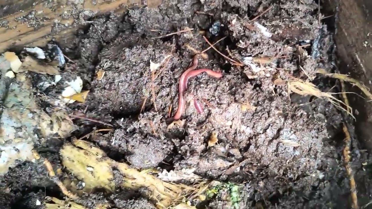 Amarra plástica y mazorca de maíz 