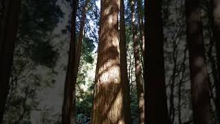 The californian redwoods otways 2019 ...