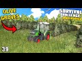 FIRST OLIVE GROVES ARE IN THE GROUND Survival Challenge Multiplayer CO-OP FS22 Ep 39