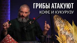 Грибы — главный враг урожая. Михаил Вишневский