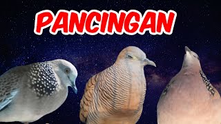 Perkutut Lokal Gacor Istimewa Vs Tekukur Kampung Masteran Pagi Hari