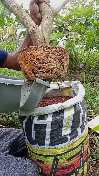 The art of making bonsai sancang😱😱 #reels #bonsaitre #sancang #inspirasi #viral #jangkauanluas