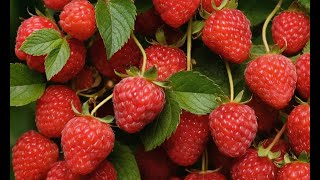 : The Secrets to Growing Plump Berries in Your Own Backyard