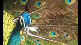 Taiwan Day 6: TaiChung - Peacock Garden at Sun Moon Lake Part 5 Monday 24 October 2011 Vol ...