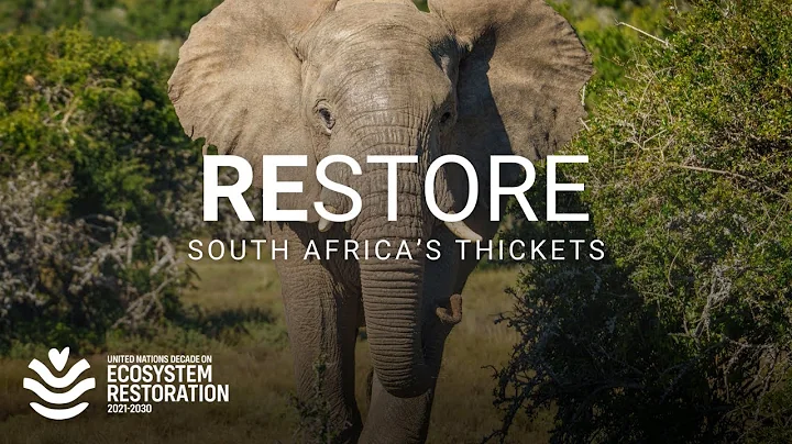 Thorny, wild and a carbon sink: How South Africa is reviving its thicket ecosystems