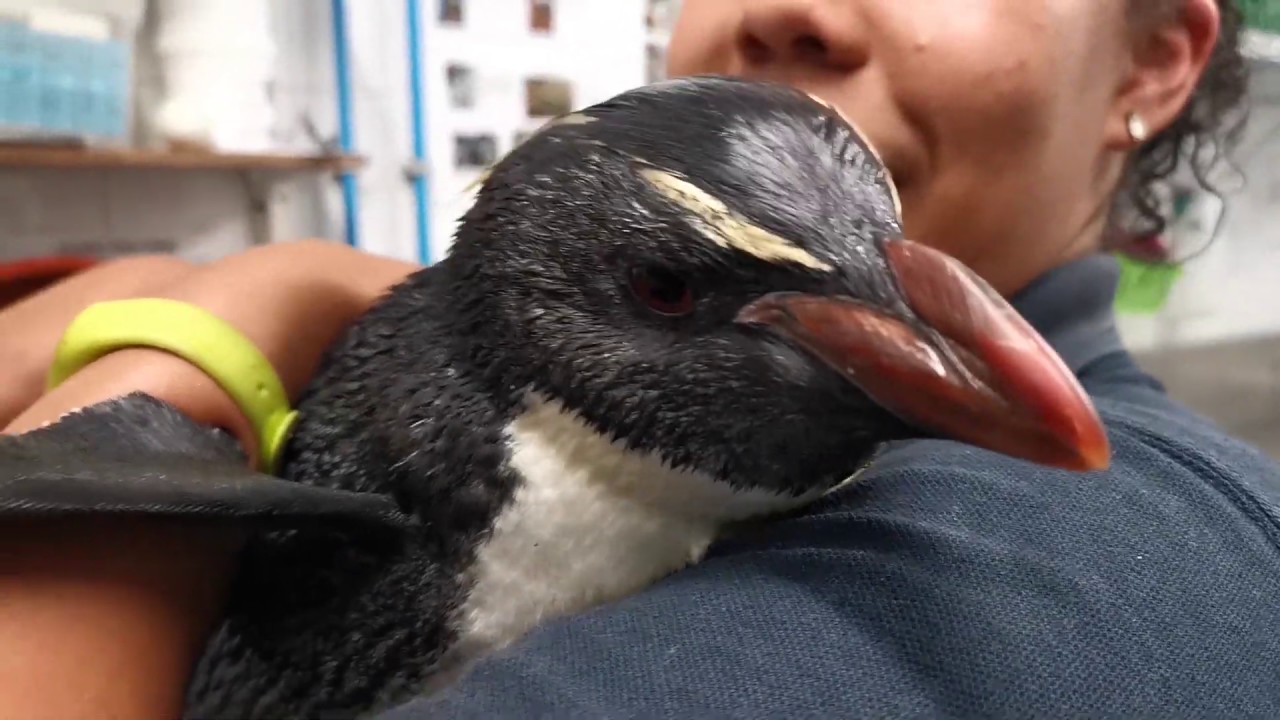 Meet Jasmin our new southern rockhopper penguin