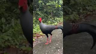 So Sweat Jangali Murga Critivity/ Resimi