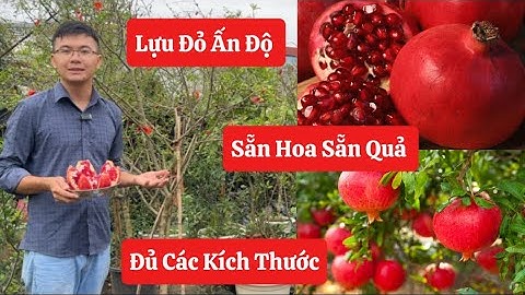 ✅ Báo Giá Cây Lựu Đỏ Ấn Độ đang hoa đậu quả nhiều với đủ kích thước ☎️0968.750.386