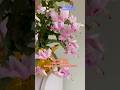 A Bloom of Joy- Light Pink Thanksgiving Cactus. #youtubeshorts #flowers