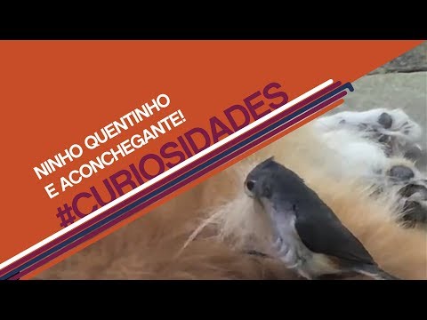 Vídeo: O que é um ninho aconchegante?