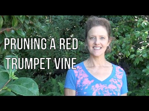 Video: Skæring af trompetvinplanter - hvordan og hvornår man beskærer trompetranker