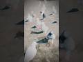 Subscribe me 🦅#youtubeshorts #shorts #trending #pigeon