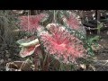 Plantas tóxicas bulbosas  - TinhorÃ£o - Caladium bicolor - Folhagens em forma de coraÃ§Ã£o